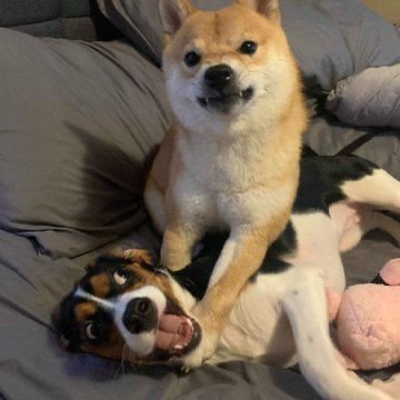 Como Lidar com Colegas de Trabalho: 15 Dicas Infalíveis para Manter a Paz e Crescer Profissionalmente