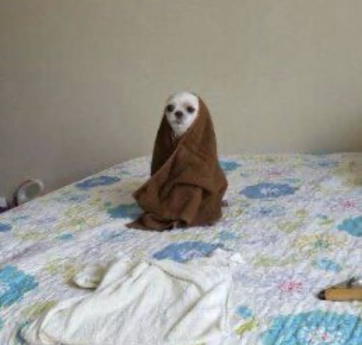 Como Ter um Pet em Apartamento: Dicas Essenciais para Uma Convivência Perfeita